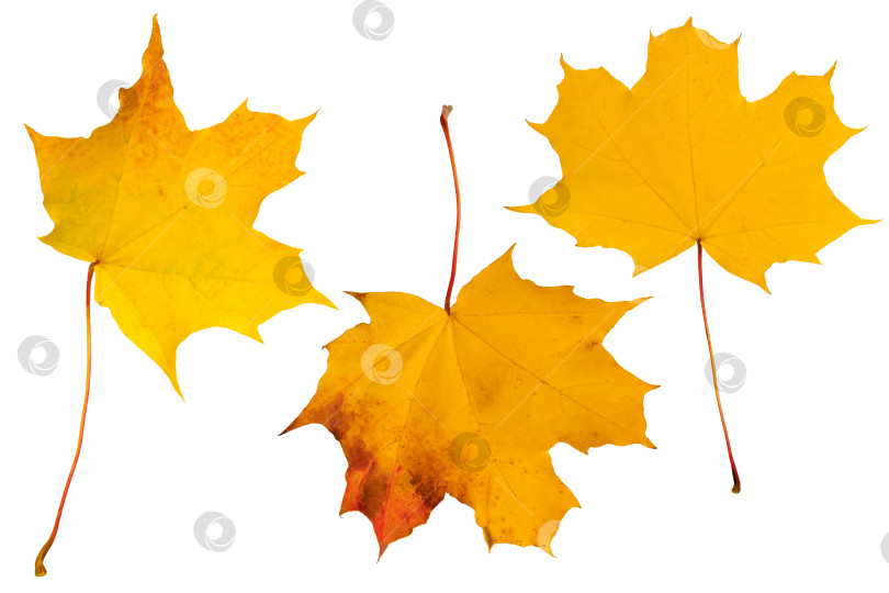 Скачать желтые осенние листья березы и клена со стеблем, выделенные на белом фоне фотосток Ozero
