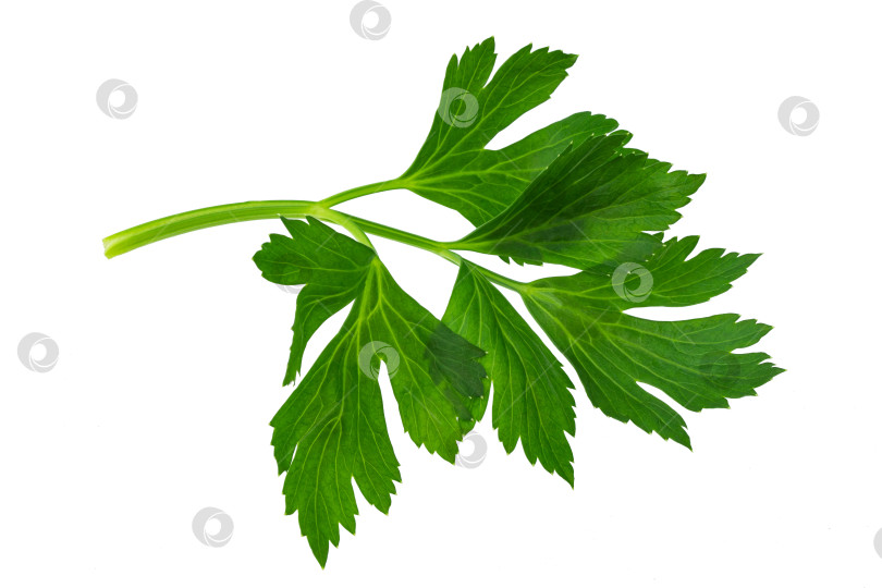 Скачать пучок листьев салата-петрушки, выделите для вырезки на белом фоне фотосток Ozero