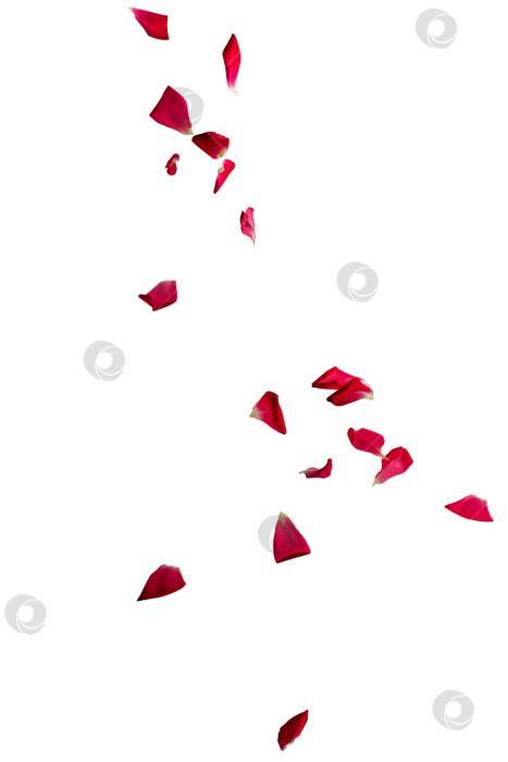 Скачать одиночные лепестки красной розы, клипарт, выделенные на белом фоне фотосток Ozero