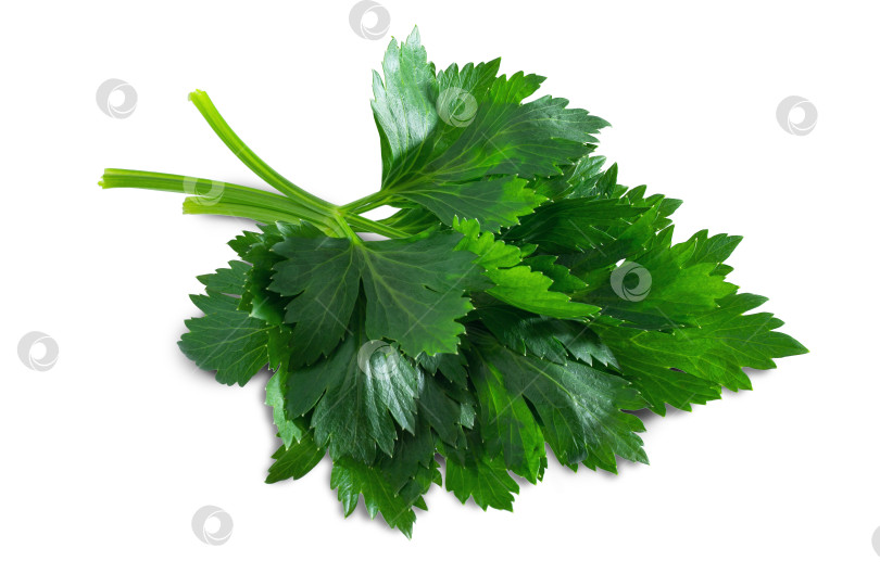 Скачать пучок листьев салата-петрушки, выделите для вырезки на белом фоне фотосток Ozero