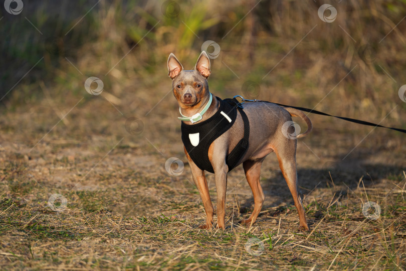 Скачать собаки корги гуляют по зеленой лужайке, осенний день фотосток Ozero