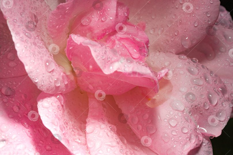 Скачать розовая роза фотосток Ozero