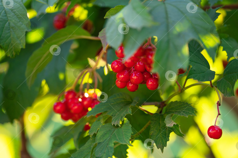Скачать Спелые ягоды красной калины, гроздья на ветках с листьями в естественных условиях фотосток Ozero