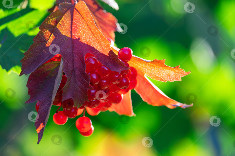 Скачать Спелые ягоды красной калины, гроздья на ветках с листьями в естественных условиях фотосток Ozero