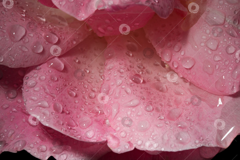 Скачать лепестки цветов в каплях воды после дождя, розы в саду фотосток Ozero