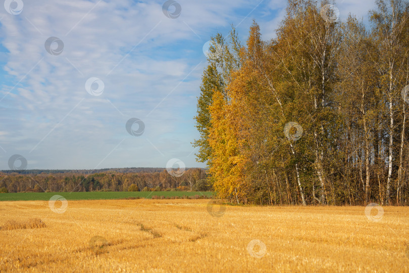 Скачать природная красота, солнечный, агроном, сельское хозяйство, осень, фон, красивый, синий, злак, облако, clouds, кукуруза, страна, сельская местность, урожай, день, грунтовая дорога, окружающая среда, осень, ферма, фермерство, поле, еда, лес, золотой, зерно, трава, зеленый, рост, урожай, земля, пейзаж, луг, природа, на открытом воздухе, на открытом воздухе, растение, дорога, сельская местность, сцена, пейзаж, время года, небо, лето, дерево, деревья, вид, пшеница, желтый фотосток Ozero