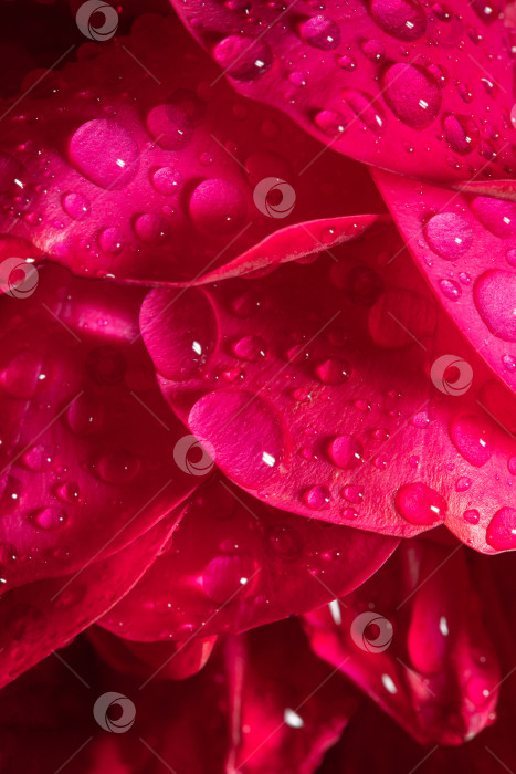 Скачать лепестки цветов в каплях воды после дождя, розы в саду фотосток Ozero