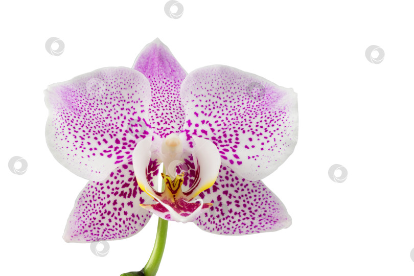 Скачать белые цветы орхидеи фаленопсис на стебле, выделенные на белом фоне фотосток Ozero