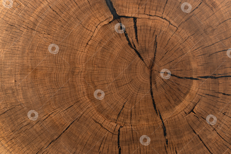 Скачать старая тонированная древесина дуба с царапинами, естественный фон, текстура фотосток Ozero