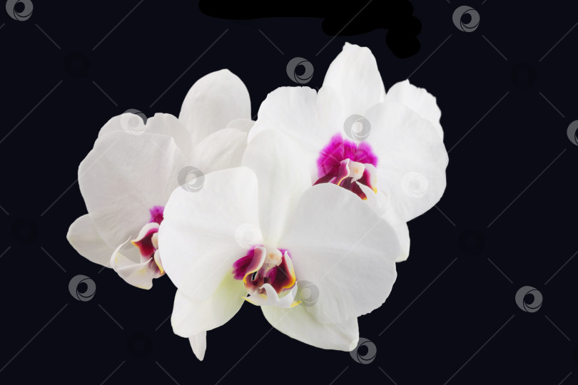 Скачать белые цветы орхидеи фаленопсис на стебле, выделенные на белом фоне фотосток Ozero