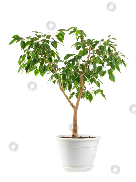 Скачать комнатное растение фикус Бенджамина с пестрыми листьями в белом кашпо, изолированное фотосток Ozero