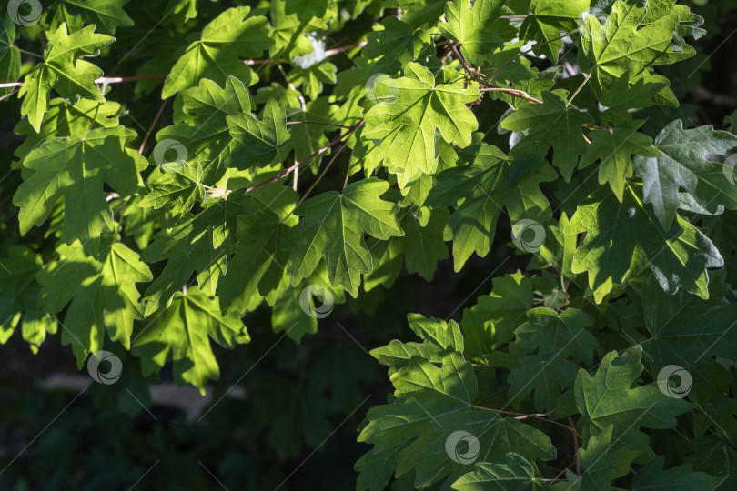 Скачать Клен полевой, Acer Campestre. Молодые зеленые листья на нежных веточках клена на размытом коричневом весеннем фоне. Концепция природы для любого дизайна. Мягкий избирательный акцент фотосток Ozero