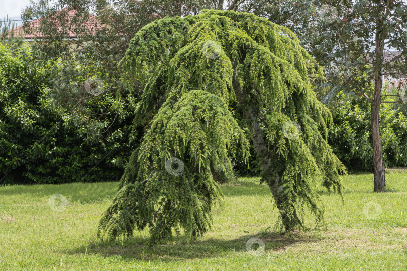 Скачать Сириус (Адлер) Сочи. Дерево Cedrus atlantica Glauca Pendula, также известное как голубой атласский кедр, является крупным вечнозеленым кедром с игольчатыми листьями, растущим на поляне в птичьем заповеднике. фотосток Ozero