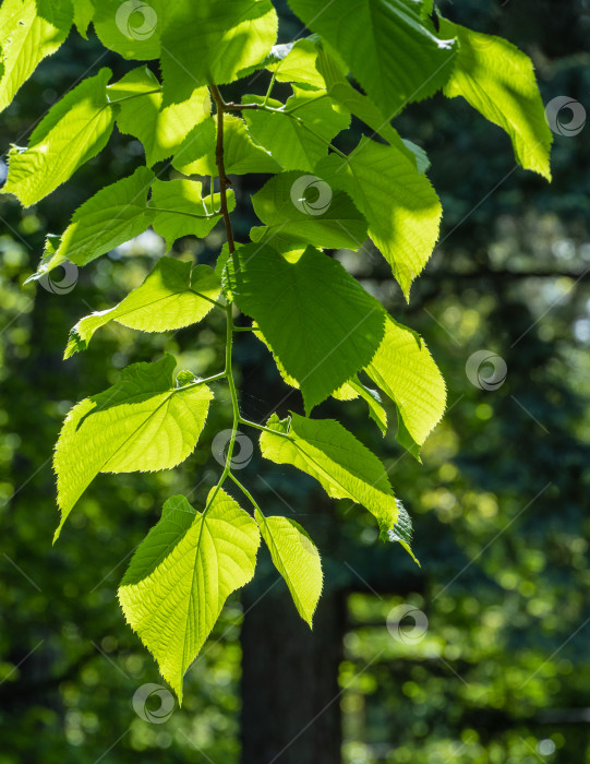 Скачать Ярко-зеленые листья липы кавказской Tilia caucasica на размытом фоне вечнозеленых растений. Избирательный фокус. Естественная концепция весны, начала новой жизни. фотосток Ozero