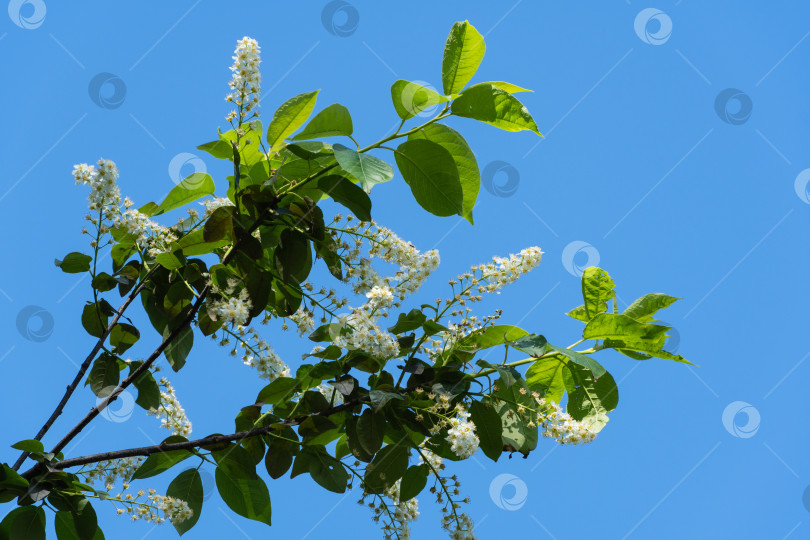 Скачать Цветущее дерево Prunus padus 'Сибирская красавица'. Соцветия белых цветов на ветке черемухи или первомайского дерева на фоне голубого неба. Выборочный фокус. Природная концепция дизайна фотосток Ozero