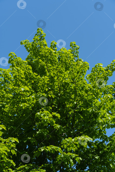Скачать Tilia caucasica. Ярко-зеленые листья липы Tilia caucasica на фоне голубого неба. Естественная концепция весны, начала новой жизни. Избирательный фокус. фотосток Ozero