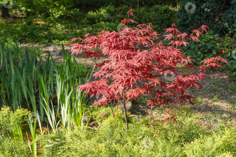 Скачать Японский клен Acer palmatum Atropurpureum растет на берегу красивого садового пруда. Крупный план. Молодые красные листья на размытом фоне вечнозеленых и водных растений. Концепция природы для дизайна. фотосток Ozero