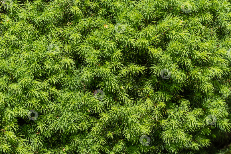 Скачать Мелкие иголочки на ветвях канадской ели Picea glauca Conica. Крупный план. Ярко-зеленые молодые короткие иголочки в качестве текстуры для дизайна. Место для вашего текста. выборочный фокус фотосток Ozero