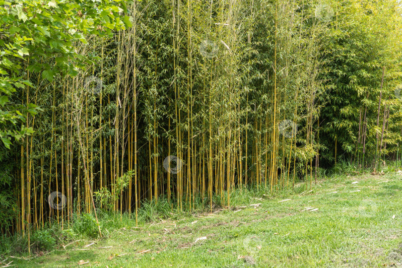 Скачать Бамбуковые заросли Phyllostachys aureosulcata расположены в орнитологическом парке Сириус. Сочи.  Вечнозеленое грациозное растение на фоне ярко-голубого неба. Природная концепция дизайна. фотосток Ozero