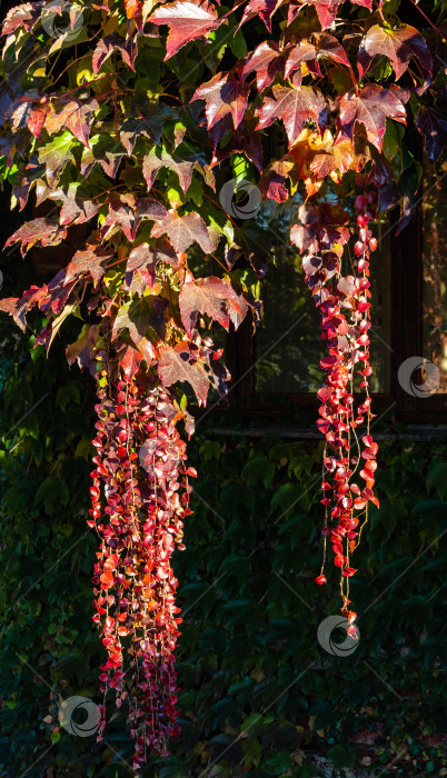 Скачать Красные, оранжевые и золотые листья Parthenocissus tricuspidata 'Veitchii' или бостонского плюща на стенах загородного дома. Крупный план. Виноградный плющ, японский плющ или японская лиана украшают стены. Декор и текстура фотосток Ozero