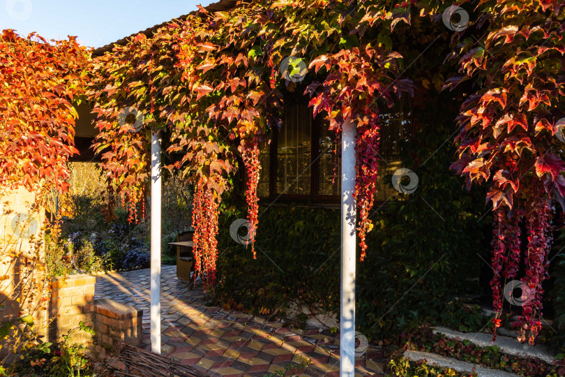 Скачать Красные, оранжевые и золотые листья Parthenocissus tricuspidata 'Veitchii' или бостонского плюща на стенах загородного дома. Крупный план. Виноградный плющ, японский плющ или японская лиана украшают стены. Декор и текстура фотосток Ozero
