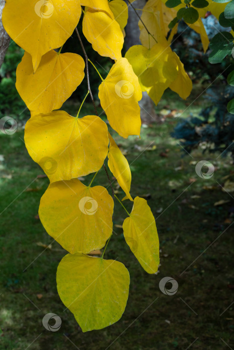 Скачать Крупный план осенних листьев краснохвоста восточного или Cercis canadensis. Желтые листья иудиного дерева после солнечного осеннего дня на размытом зеленом фоне. Выборочный фокус. фотосток Ozero