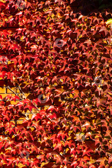 Скачать Фасад двухэтажного загородного дома украшен красным и золотым Parthenocissus tricuspidata 'Veitchii' или бостонским плющом. Стены дома украшены виноградным плющом, японским плющом или японской лианой. фотосток Ozero
