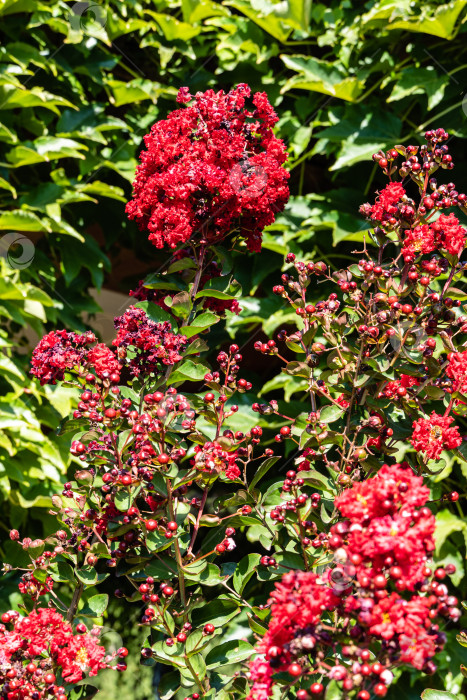 Скачать Красивые темно-красные цветы на миртовом дереве (Lagerstroemia indica) на размытом фоне зелени сада. Крупный план красных соцветий. Выборочный фокус. Концепция природы для дизайна. фотосток Ozero