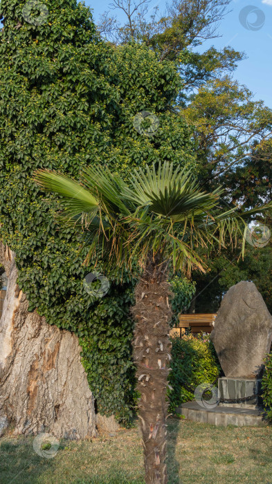 Скачать Цветущий зеленый английский плющ (Hedera spiral, европейский плющ) на толстом стволе засохшего дерева. На переднем плане китайская пальма-мельница (Trachycarpus fortune). Набережная города-курорта Геленджик фотосток Ozero