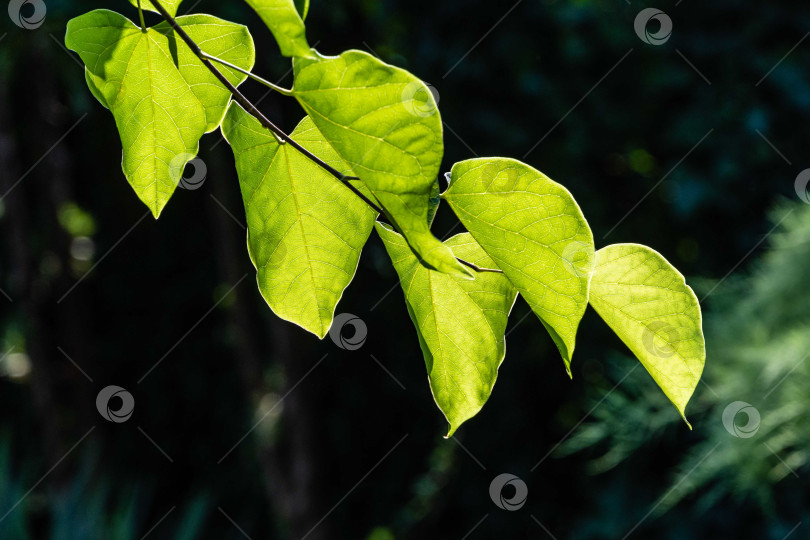 Скачать Редбад восточный, или Eastern Redbud Cercis canadensis. Крупный план зеленых листьев на ветке Иудиного дерева на размытом зеленом фоне. Выборочный фокус. Место для вашего текста фотосток Ozero