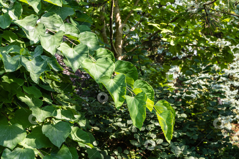 Скачать Редбад восточный, или Eastern Redbud Cercis canadensis. Крупный план зеленых листьев на ветке Иудиного дерева на размытом зеленом фоне. Выборочный фокус. Место для вашего текста фотосток Ozero