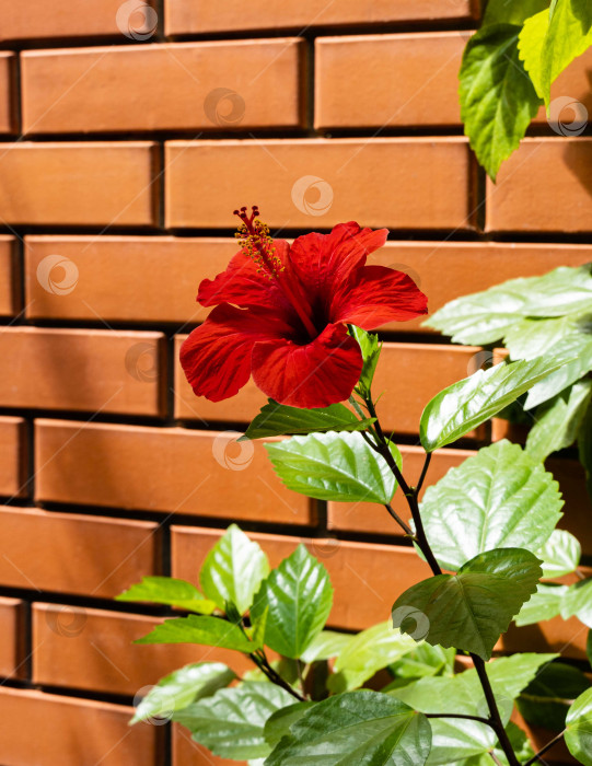 Скачать Яркий крупный красный цветок китайского гибискуса (Hibiscus rosa-sinensis) на размытом фоне кирпичной стены загородного дома. Выборочный фокус. Китайская роза или гавайский гибискус в солнечном свете. Природа для дизайна. фотосток Ozero