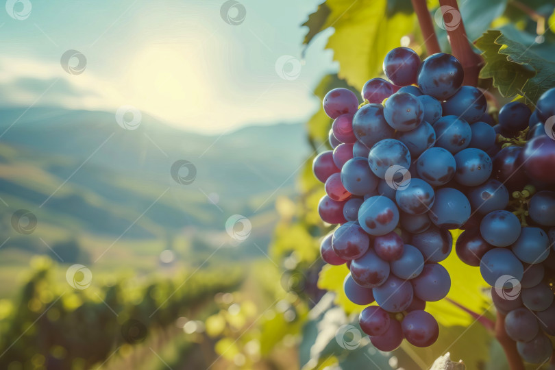 Скачать Гроздь винограда крупным планом на солнце, на фоне красивого пейзажа. Сгенерирован искусственный интеллект. фотосток Ozero