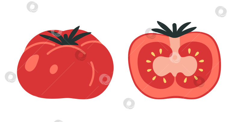 Скачать Красный помидор, половинка и целый овощ в мультяшном стиле. Модная современная векторная иллюстрация, изолированная на белом фоне, нарисованная от руки, плоский дизайн фотосток Ozero