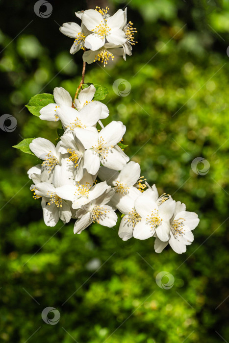 Скачать Ветка с красивыми белыми цветами жасмина Philadelphus lewisii на размытом фоне зелени в весеннем саду. Выборочный фокус. Крупный план. Концепция природы для дизайна фотосток Ozero