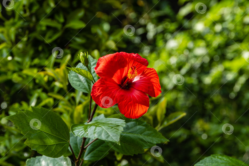 Скачать Яркий крупный красный цветок китайского гибискуса (Hibiscus rosa-sinensis) на размытом фоне зелени сада. Китайская роза или гавайский гибискус в солнечном свете. Концепция природы для дизайна. фотосток Ozero