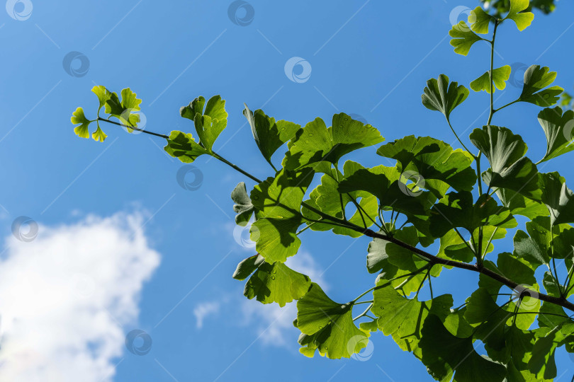 Скачать Дерево гинкго (Ginkgo biloba) или гингко. Ветка с ярко-зелеными молодыми листьями на фоне голубого летнего неба с белыми облаками. Выборочный фокус. Крупный план. Концепция природы свежих обоев. Место для вашего текста фотосток Ozero
