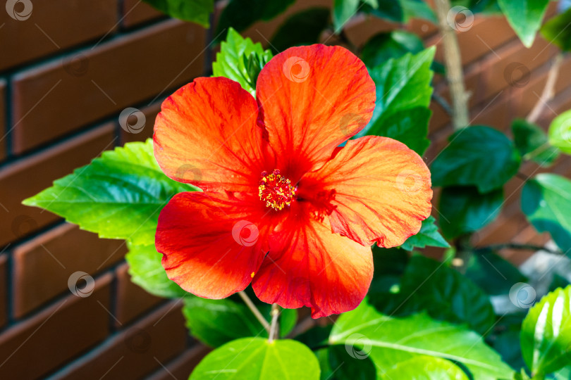 Скачать Яркий крупный красный цветок китайского гибискуса (Hibiscus rosa-sinensis) на размытом фоне кирпичной стены загородного дома. Выборочный фокус. Китайская роза или гавайский гибискус в солнечном свете. Природа для дизайна. фотосток Ozero