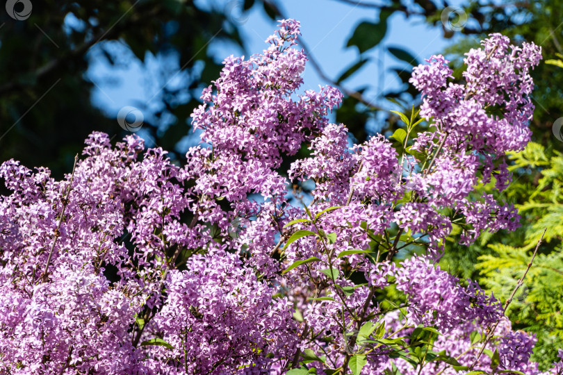 Скачать Весеннее цветение розово-фиолетовых кустов сирени Syringa microphylla на размытом фоне зелени весеннего сада. Крупный план. Весенний ландшафтный сад. Концепция природы для дизайна. Выборочный фокус. фотосток Ozero