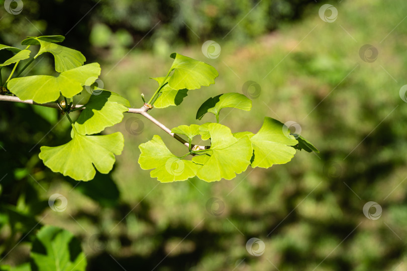 Скачать Дерево гинкго (Ginkgo biloba) или гингко. Ветка гинкго с ярко-зелеными молодыми листьями на размытом фоне листвы. Выборочный фокус. Крупный план. Концепция природы свежих обоев. Место для вашего текста. фотосток Ozero