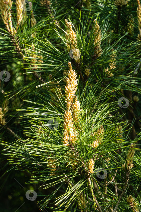 Скачать Молодые длинные побеги на ветвях сосны Pinus densiflora Umbraculifera на размытом фоне вечнозеленых растений. Крупный план. Солнечный день в весеннем саду. Концепция природы для дизайна. Выборочный фокус. фотосток Ozero