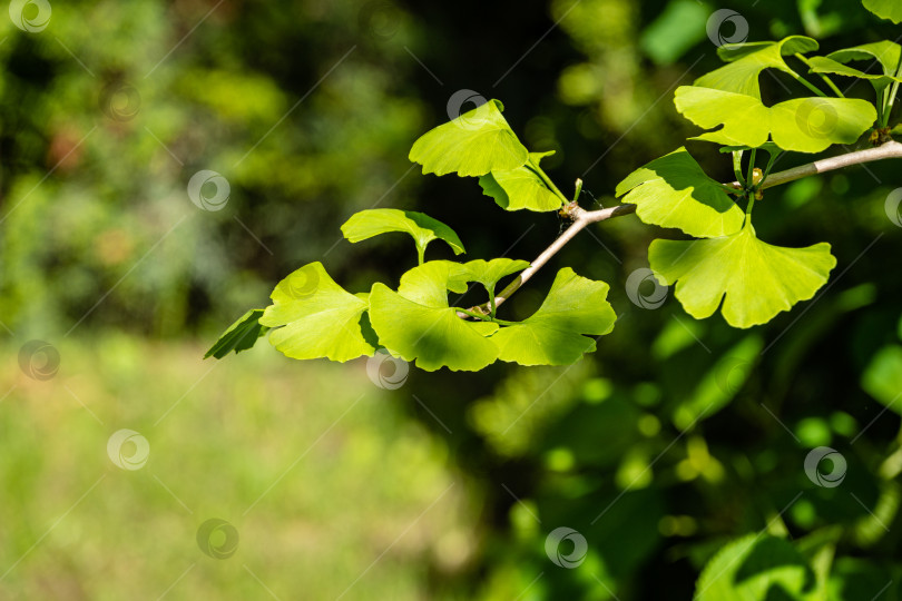 Скачать Дерево гинкго (Ginkgo biloba) или гингко. Ветка гинкго с ярко-зелеными молодыми листьями на размытом фоне листвы. Выборочный фокус. Крупный план. Концепция природы свежих обоев. Место для вашего текста. фотосток Ozero