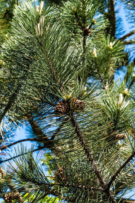 Скачать Прошлогодние коричневые шишки на ветке австрийской сосны (Pinus 'Nigra') на размытом фоне. Крупный план. Черная сосна с длинными иглами на фоне голубого неба. Концепция природы для дизайна. Выборочный фокус. фотосток Ozero