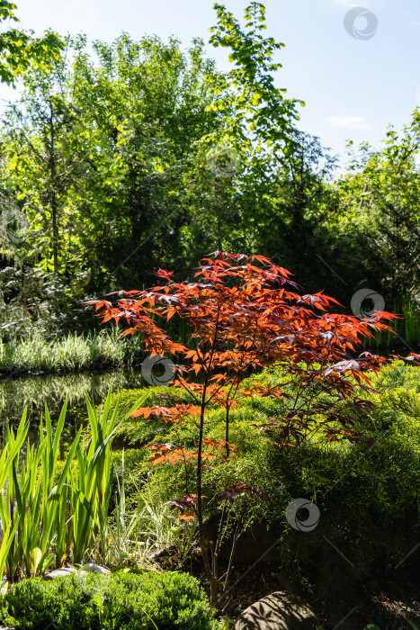 Скачать Японский клен Acer palmatum Atropurpureum на берегу садового пруда. Размытый фон. Молодые красные листья сияют на весеннем утреннем солнце. Весенний пейзаж. Концепция природы для дизайна. Выборочный фокус. фотосток Ozero