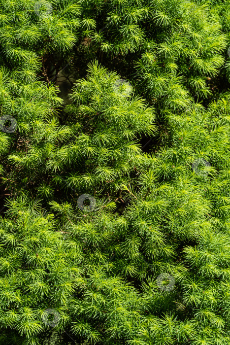 Скачать Канадская ель Picea glauca Conica. Ярко-зеленые молодые короткие иголки канадской ели Picea glauca Conica. Крупный план. Природа для дизайна. Текстура коротких иголок в качестве фона. Выборочный фокус. фотосток Ozero