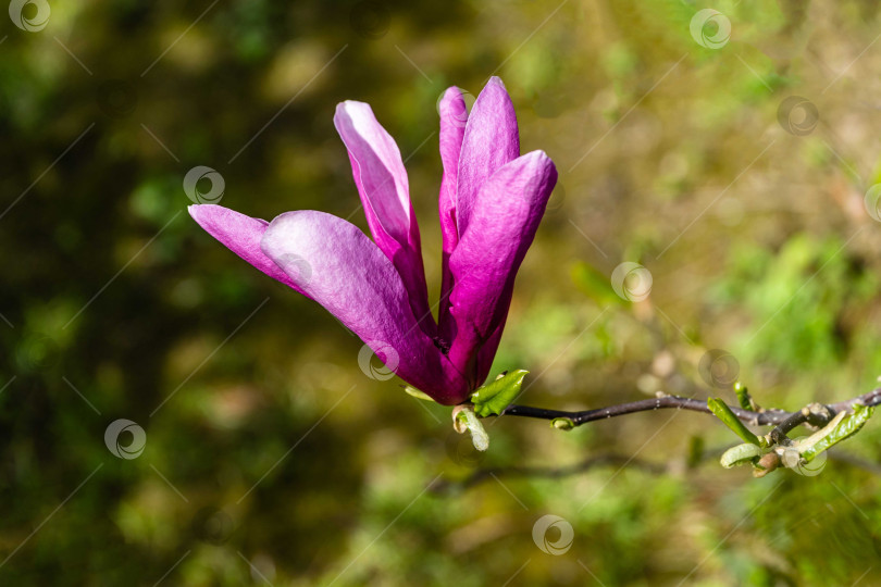 Скачать Крупный розовый цветок магнолии Сьюзен (Magnolia liliiflora x Magnolia stellata) на размытом фоне зелени сада. Выборочный фокус. Красивый цветущий сад весной. Концепция природы для дизайна. фотосток Ozero