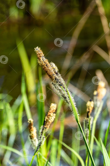 Скачать Цветущая осока Carex Nigra (Carex melanostachya) на берегу садового пруда. Пушистые желтые шапочки на черной или обыкновенной осоке на размытом фоне. Выборочный фокус. Концепция природы для весеннего дизайна. фотосток Ozero