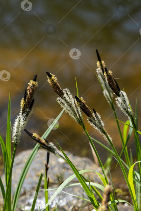 Скачать Цветущая осока ‘Carex Nigra’ (Carex melanostachya).Черная осока или осока обыкновенная на берегу садового пруда. Размытый фон. Выборочный фокус.  Крупный план. Концепция природы для весеннего дизайна фотосток Ozero