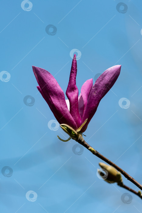 Скачать Магнолия Сьюзен (Magnolia liliiflora x Magnolia stellata). Крупный розовый цветок на фоне голубого апрельского неба. Красивый цветущий сад весной. Выборочный фокус. Концепция природы для дизайна. Место для вашего текста фотосток Ozero