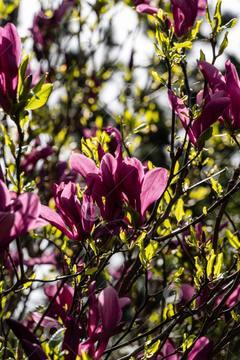 Скачать Крупные розовые цветы на ветвях магнолии Сьюзен (Magnolia liliiflora x Magnolia stellata) на размытом фоне. Выборочный фокус. Красивый цветущий весенний сад. Концепция природы для дизайна. фотосток Ozero